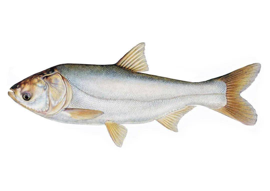 新鮮蔬菜配送到哪個(gè)平臺(tái)好